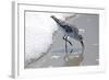 Sandpiper II-Bruce Nawrocke-Framed Art Print