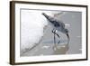 Sandpiper II-Bruce Nawrocke-Framed Art Print