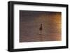 Sandpiper in ocean, California-Zandria Muench Beraldo-Framed Photographic Print