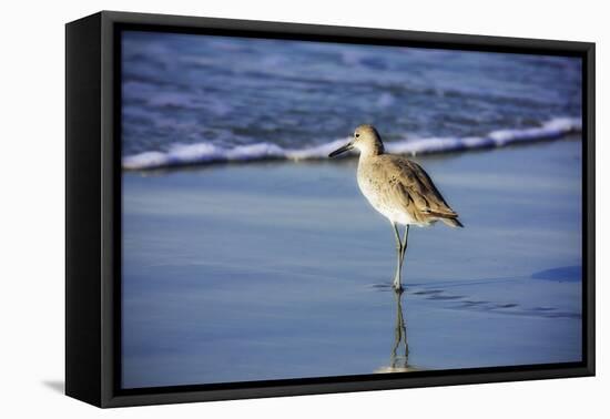 Sandpiper in the Surf I-Alan Hausenflock-Framed Stretched Canvas