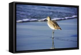 Sandpiper in the Surf I-Alan Hausenflock-Framed Stretched Canvas