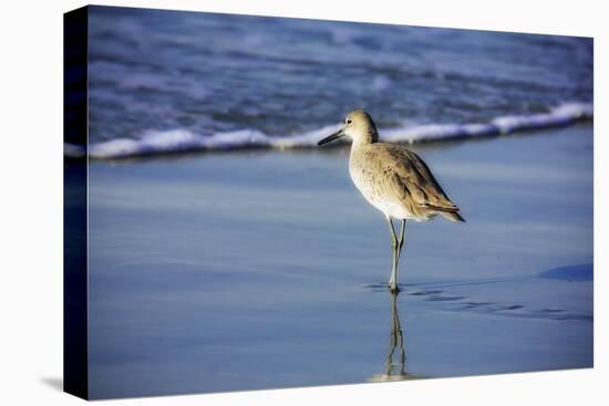 Sandpiper in the Surf I-Alan Hausenflock-Stretched Canvas