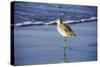 Sandpiper in the Surf I-Alan Hausenflock-Stretched Canvas