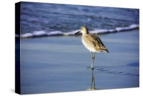 Sandpiper in the Surf I-Alan Hausenflock-Stretched Canvas