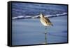 Sandpiper in the Surf I-Alan Hausenflock-Framed Stretched Canvas