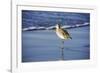 Sandpiper in the Surf I-Alan Hausenflock-Framed Photographic Print