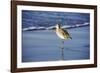 Sandpiper in the Surf I-Alan Hausenflock-Framed Photographic Print