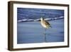 Sandpiper in the Surf I-Alan Hausenflock-Framed Photographic Print