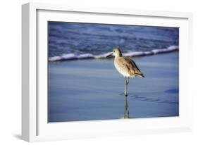 Sandpiper in the Surf I-Alan Hausenflock-Framed Photographic Print