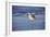 Sandpiper in the Surf I-Alan Hausenflock-Framed Photographic Print