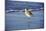 Sandpiper in the Surf I-Alan Hausenflock-Mounted Photographic Print