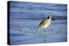 Sandpiper in the Surf II-Alan Hausenflock-Stretched Canvas