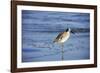 Sandpiper in the Surf II-Alan Hausenflock-Framed Premium Photographic Print