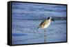 Sandpiper in the Surf II-Alan Hausenflock-Framed Stretched Canvas