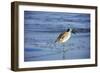 Sandpiper in the Surf II-Alan Hausenflock-Framed Photographic Print