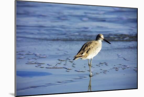 Sandpiper in the Surf II-Alan Hausenflock-Mounted Photographic Print