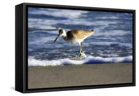 Sandpiper in the Surf III-Alan Hausenflock-Framed Stretched Canvas