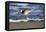 Sandpiper in the Surf III-Alan Hausenflock-Framed Stretched Canvas