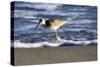 Sandpiper in the Surf III-Alan Hausenflock-Stretched Canvas