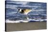 Sandpiper in the Surf III-Alan Hausenflock-Stretched Canvas