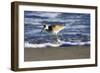 Sandpiper in the Surf III-Alan Hausenflock-Framed Photographic Print