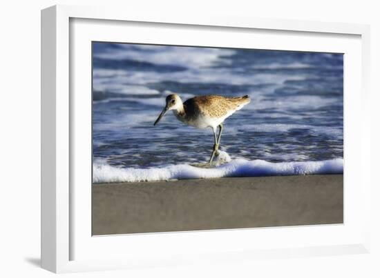 Sandpiper in the Surf III-Alan Hausenflock-Framed Photographic Print