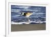 Sandpiper in the Surf III-Alan Hausenflock-Framed Photographic Print