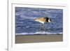 Sandpiper in the Surf IV-Alan Hausenflock-Framed Premium Photographic Print