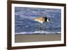 Sandpiper in the Surf IV-Alan Hausenflock-Framed Premium Photographic Print