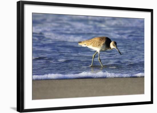 Sandpiper in the Surf IV-Alan Hausenflock-Framed Premium Photographic Print