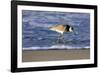 Sandpiper in the Surf IV-Alan Hausenflock-Framed Premium Photographic Print