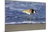 Sandpiper in the Surf IV-Alan Hausenflock-Mounted Premium Photographic Print