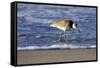 Sandpiper in the Surf IV-Alan Hausenflock-Framed Stretched Canvas