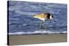 Sandpiper in the Surf IV-Alan Hausenflock-Stretched Canvas