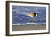 Sandpiper in the Surf IV-Alan Hausenflock-Framed Photographic Print