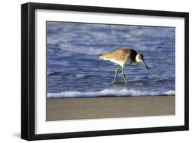 Sandpiper in the Surf IV-Alan Hausenflock-Framed Photographic Print