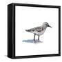 Sandpiper on White I-Walt Johnson-Framed Stretched Canvas