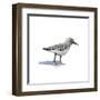 Sandpiper on White I-Walt Johnson-Framed Art Print