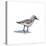 Sandpiper on White I-Walt Johnson-Stretched Canvas