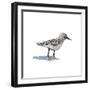 Sandpiper on White I-Walt Johnson-Framed Art Print