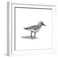 Sandpiper on White I-Walt Johnson-Framed Art Print