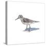 Sandpiper on White II-Walt Johnson-Stretched Canvas