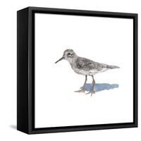 Sandpiper on White II-Walt Johnson-Framed Stretched Canvas