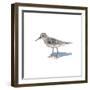 Sandpiper on White II-Walt Johnson-Framed Art Print