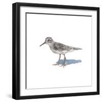 Sandpiper on White II-Walt Johnson-Framed Art Print