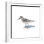 Sandpiper on White II-Walt Johnson-Framed Art Print