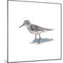 Sandpiper on White II-Walt Johnson-Mounted Art Print