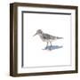 Sandpiper on White II-Walt Johnson-Framed Art Print