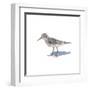 Sandpiper on White II-Walt Johnson-Framed Art Print