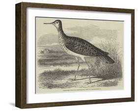 Sandpiper (Totanus Bartramius), Shot in Cambridgeshire-null-Framed Giclee Print